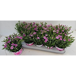 Dianthus Pink Kisses