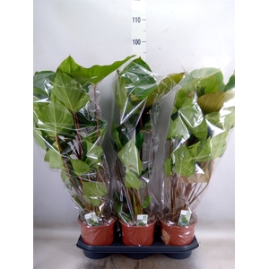 Homalomena rubescens 'Maggy'