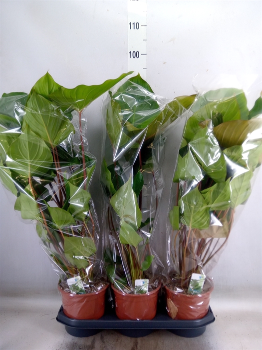 <h4>Homalomena rubescens 'Maggy'</h4>
