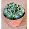 SEMPERVIVUM-HYBRID p12 Arachoideum