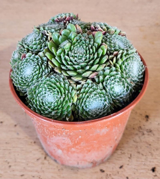 SEMPERVIVUM-HYBRID p12 Arachoideum