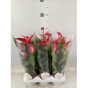 Anthurium  'Banderola Roja'