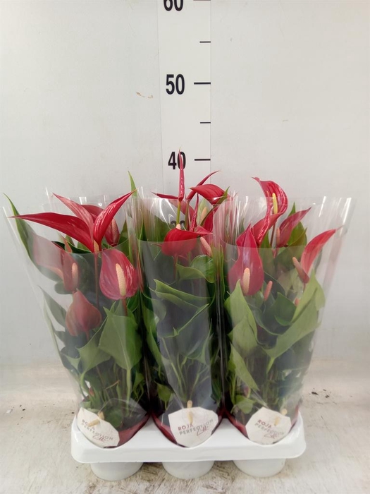 <h4>Anthurium  'Banderola Roja'</h4>