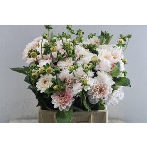 Dahlia blush pink