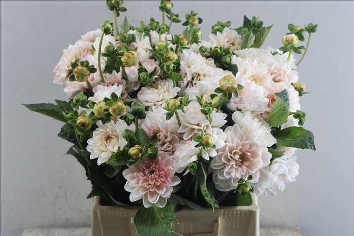 <h4>Dahlia blush pink</h4>