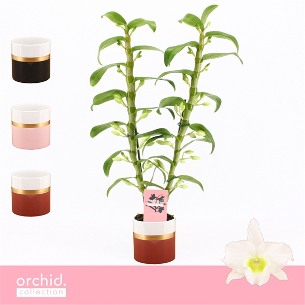 <h4>Dendrobium Nobilé, Apollon 2-spike in Dolomite Horizon 'Orchid Collection'</h4>