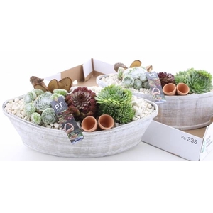 ARR SEMPERVIVUM