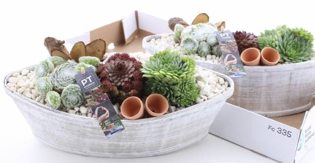 <h4>ARR SEMPERVIVUM</h4>