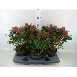 Skimmia jap. 'Rubella'