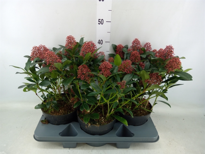 <h4>Skimmia jap. 'Rubella'</h4>