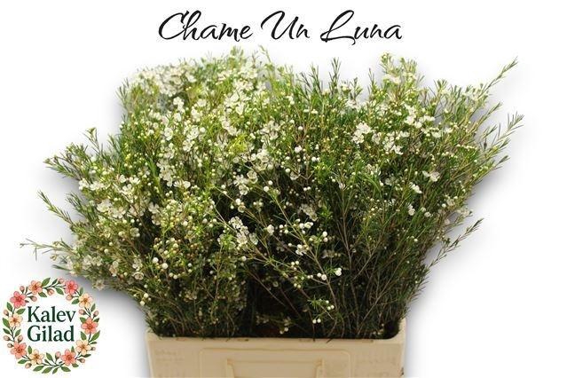 <h4>CHAME UN LUNA</h4>