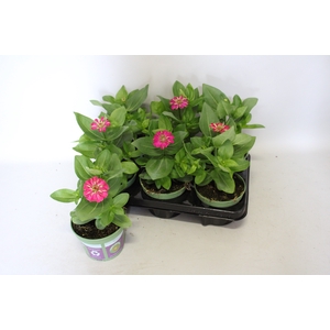 Zinnia Zen Rose