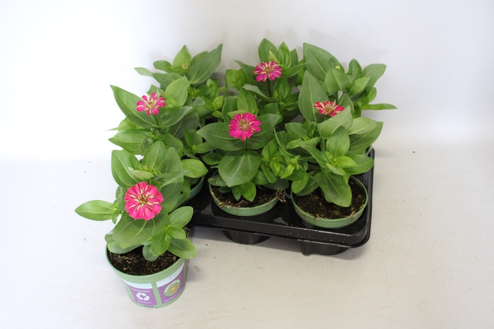 <h4>Zinnia Zen Rose</h4>