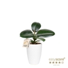FICUS ELASTICA P10 SOFIA CLASSIC WHITEE