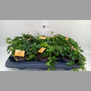 Parthenocissus inserta