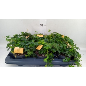 Parthenocissus inserta