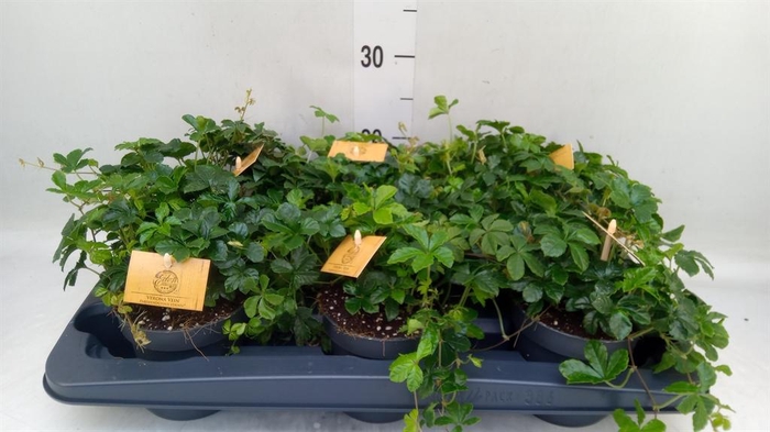 <h4>Parthenocissus inserta</h4>