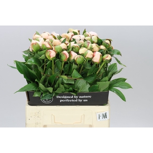 Paeonia Festiva Maxima