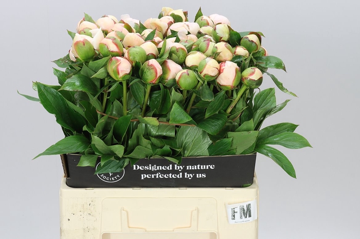 <h4>Paeonia Festiva Maxima</h4>