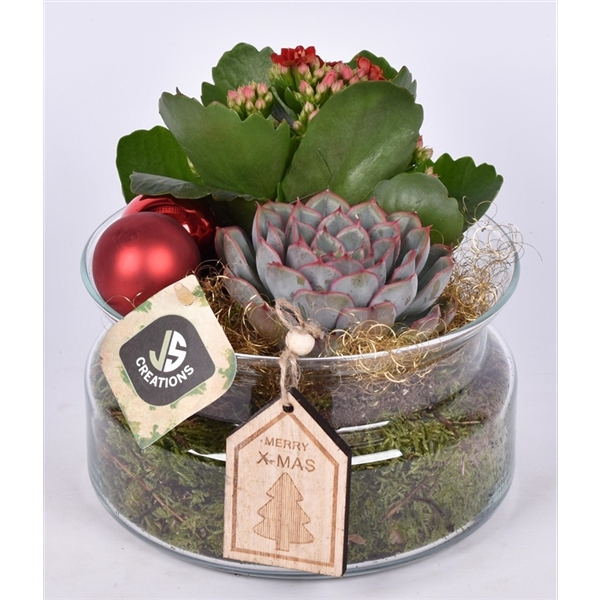 <h4>Arrangementen kamerplanten groen 6%</h4>