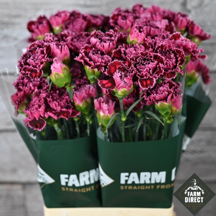 <h4>DI ST NOBBIO VIOLET</h4>