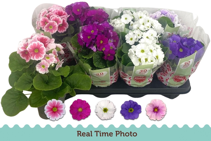 <h4>PRIM OB TM GEM</h4>