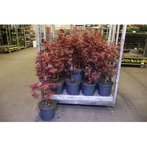 arr8 Acer Pa Atropurpureu