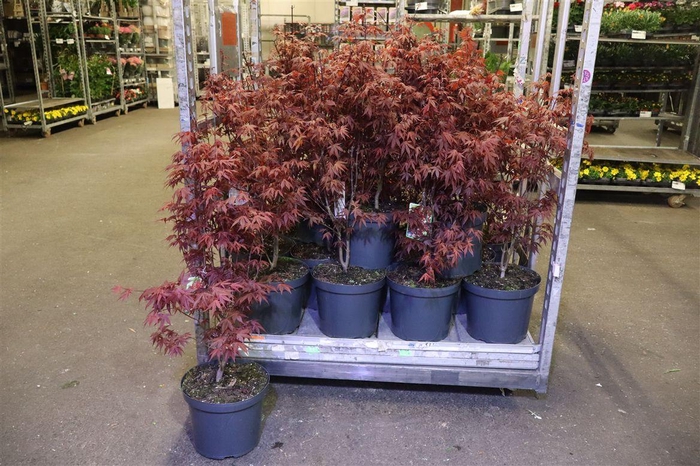 <h4>arr8 Acer Pa Atropurpureu</h4>