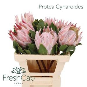 PROTEA CYNAROIDES