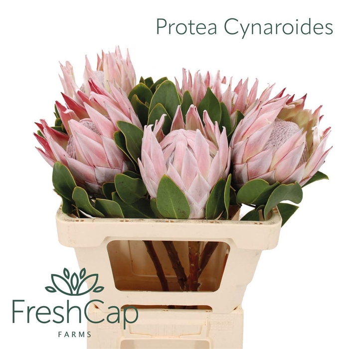 <h4>PROTEA CYNAROIDES</h4>