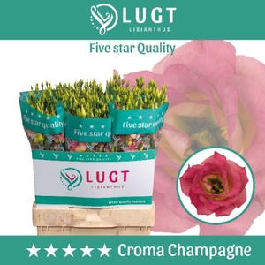 Lisianthus Croma Champagne