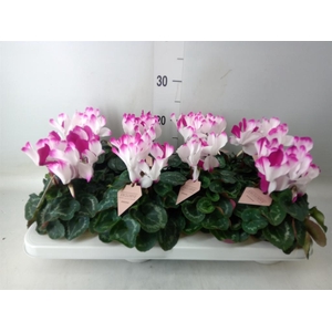 Cyclamen MD 'Fusion Midi'