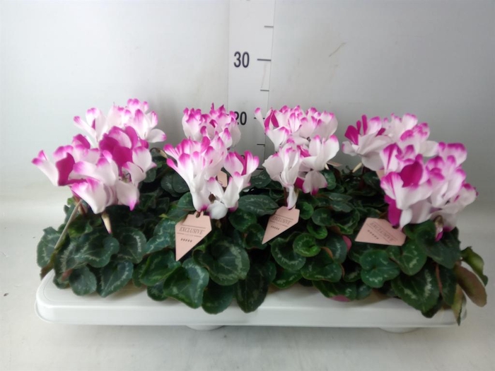 <h4>Cyclamen MD 'Fusion Midi'</h4>