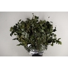 PF BEECH LEAFS GREEN BS 150GR