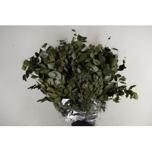 PF Beech Leafs Bs Green 150g