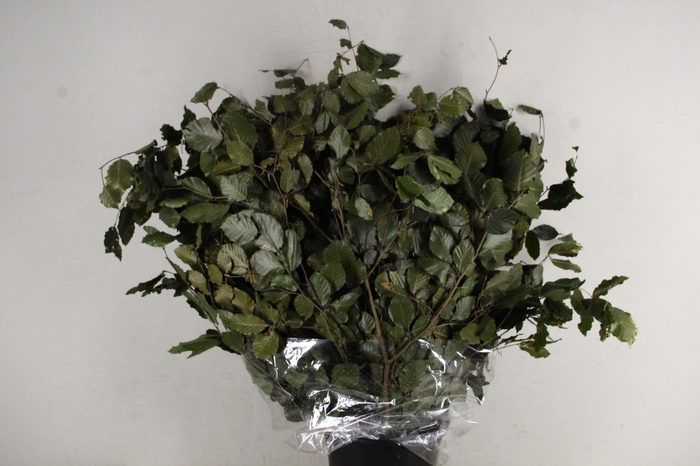 PF Beech Leafs Bs Green 150g