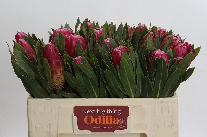 <h4>PROTEA BRENDA</h4>