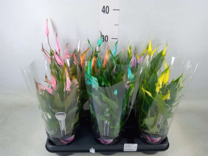 <h4>Spathiphyllum  'Chopin'</h4>