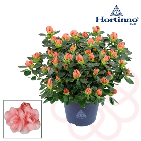<h4>Hortinno® Home 'Lime Peach' 25 - 27 cm</h4>