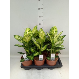 Dieffenbachia  'Sublime'