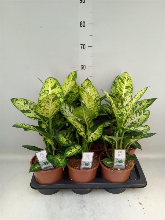 <h4>Dieffenbachia 'Sublime'</h4>