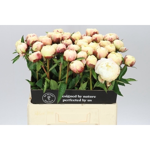 Paeonia Ann Cousins A2