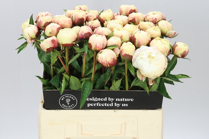 <h4>Paeonia Ann Cousins A2</h4>