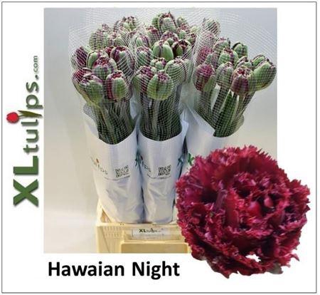 <h4>Tu Fr Fr Hawaian Night</h4>