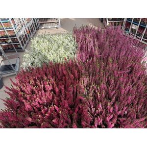 Calluna vulg. Garden Girls Nexxt gemengd