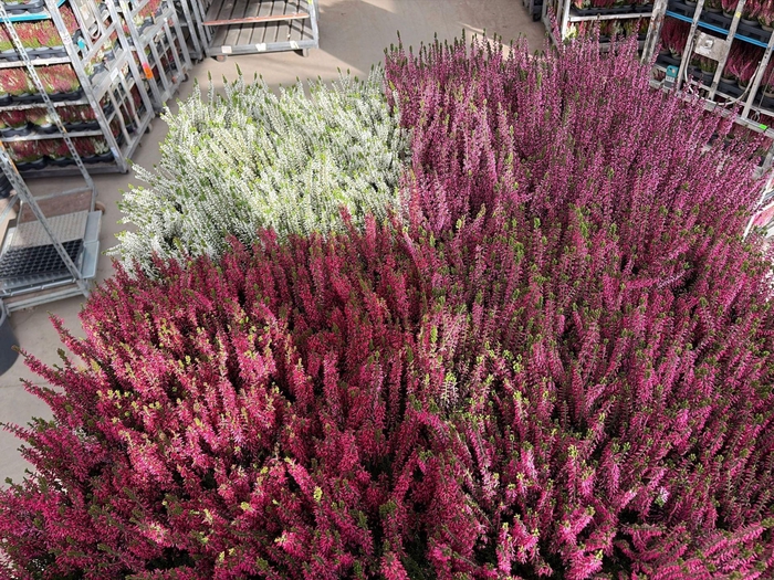 <h4>Calluna vulg. Garden Girls Nexxt gemengd</h4>