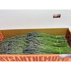 Lavandula Angust Per Bos 50 Cm