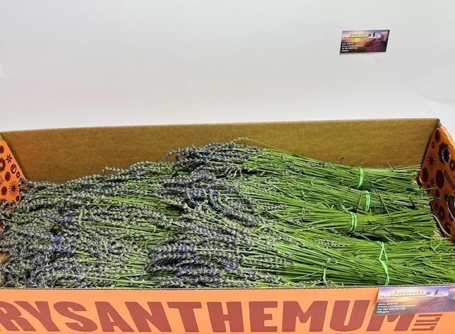 <h4>Lavandula Angust Per Bos 50 Cm</h4>