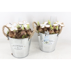 arr4 Narcis JS - Zink emmer oor 306/6