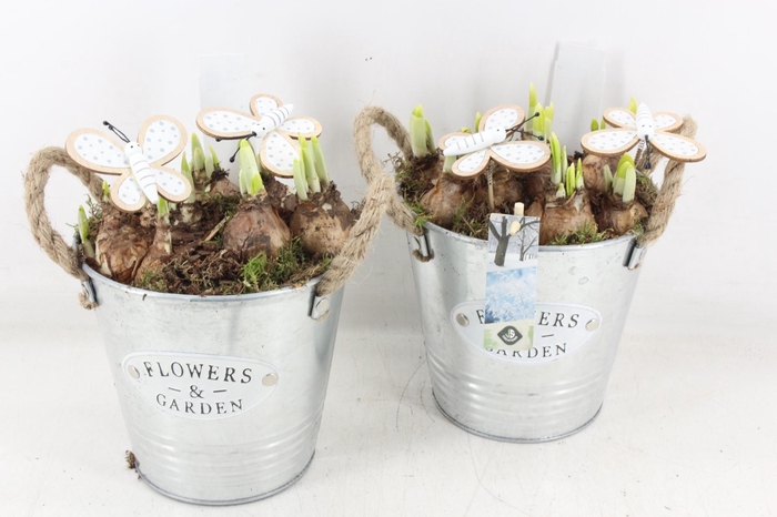 <h4>arr4 Narcis JS - Zink emmer oor 306/6</h4>